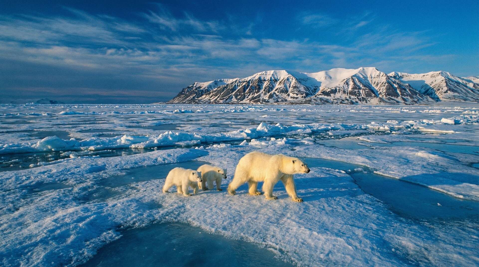 成人视频北极熊视频